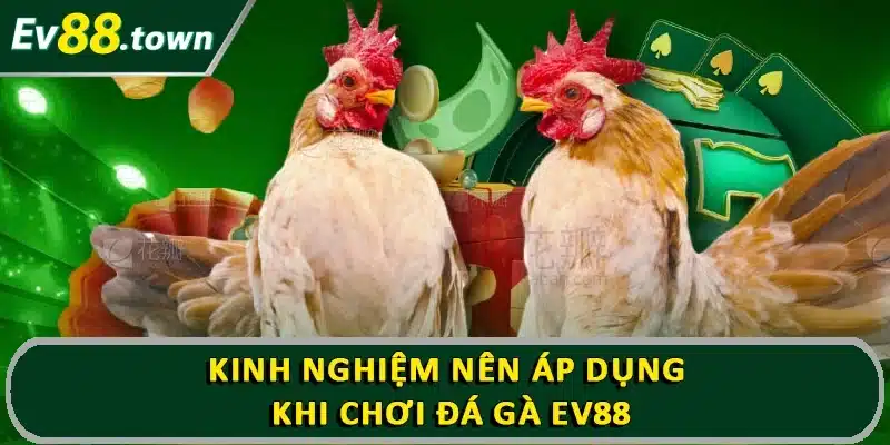 Kinh nghiệm nên áp dụng khi chơi đá gà EV88